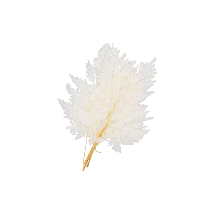 <h4>Dry Bleached Ledervaren Prepared 45x40cm Nm</h4>