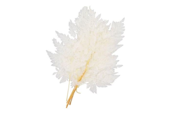 Dry Bleached Ledervaren Prepared 45x40cm Nm