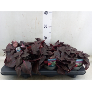Iresine herbstii 'Rich Darkstar'