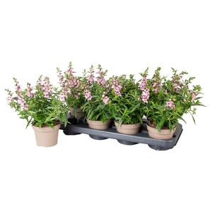 Angelonia Roze