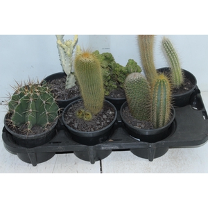 CACTUS VARIADO P15