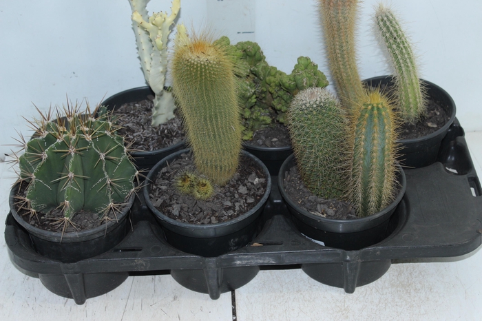 <h4>CACTUS VARIADO P15</h4>