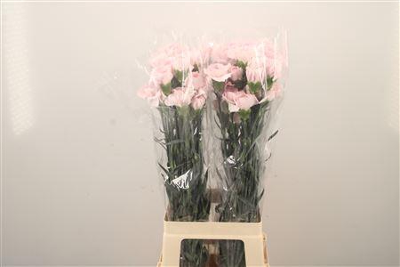 <h4>Di St Bridal Damascus</h4>