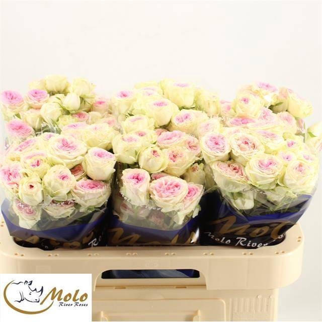 <h4>R TR GELATO</h4>