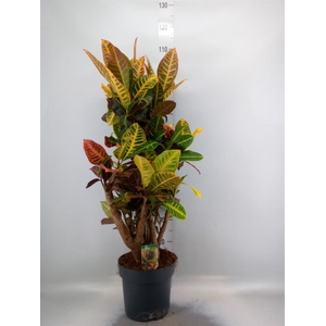 Codiaeum var. GR 'Petra'