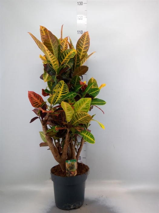 <h4>Codiaeum var. GR 'Petra'</h4>