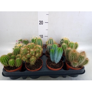 Cactus   ...mix