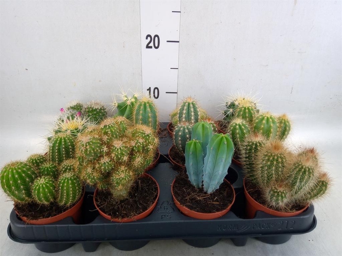 <h4>Cactus   ...mix</h4>