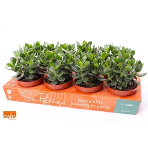 Crassula ovata Hulk