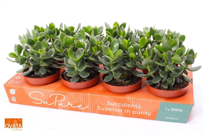 <h4>Crassula ovata Hulk</h4>