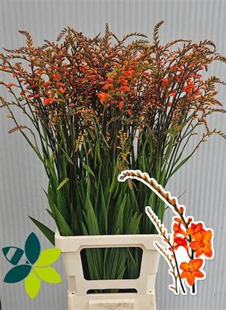<h4>Crocos Peach Melba</h4>