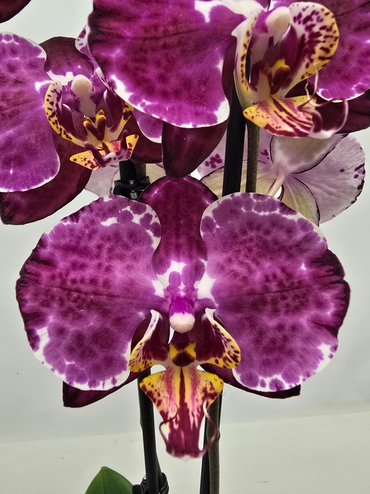 <h4>Limited 44 week 18</h4>