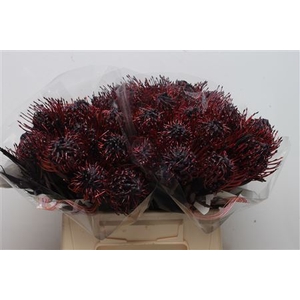Leuc Nutans Paint Aubergine