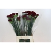 Dianthus St Zurigo