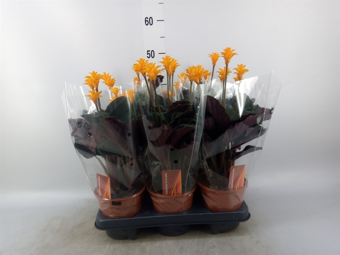 <h4>Calathea crocata</h4>