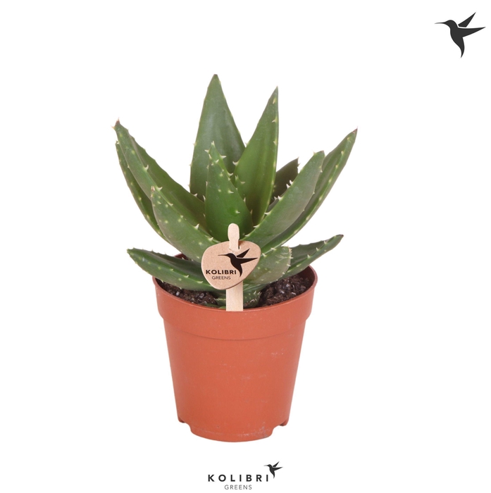 <h4>Kolibri Greens Succulenten Aloë Brevifolia</h4>