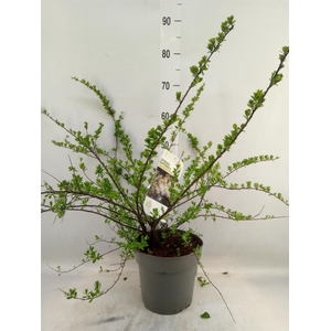 Spiraea nipponica 'Snowmound'