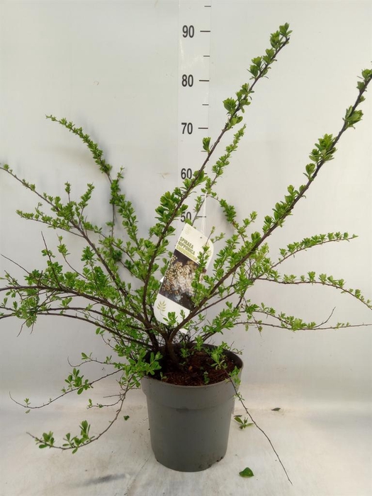 <h4>Spiraea nipponica 'Snowmound'</h4>