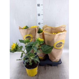 Helianthus an. 'Sunsation'