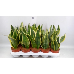 Sansevieria trifa. 'Futura Superba'