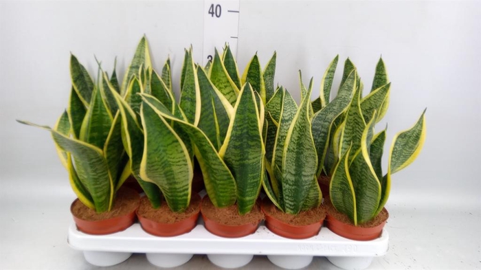 <h4>Sansevieria trifa. 'Futura Superba'</h4>