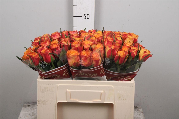 <h4>R Gr Wildfox</h4>