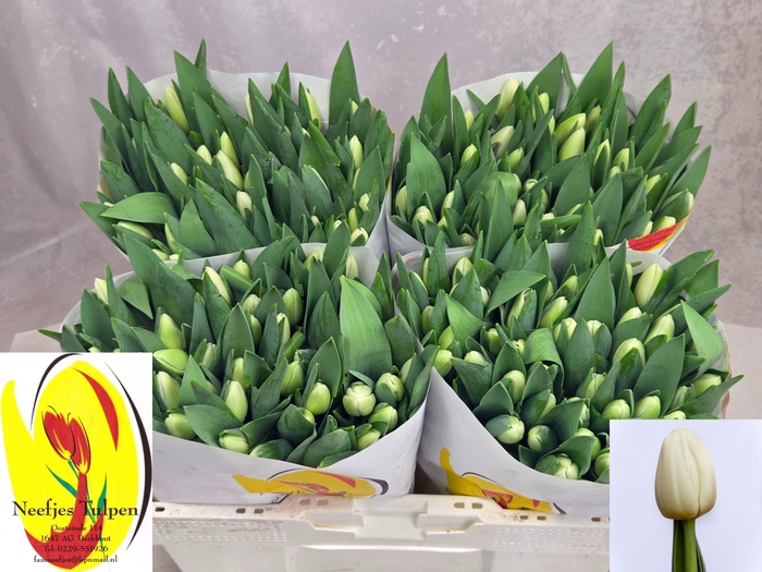 <h4>TU EN ALBATROS</h4>