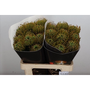 Nutans wax olive