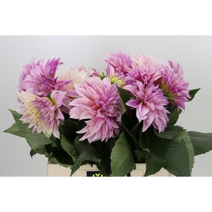 Dahlia Café au Lait