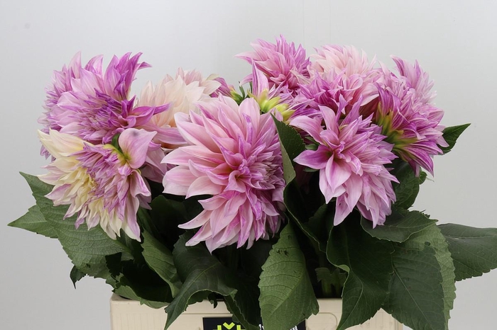 <h4>Dahlia Café au Lait</h4>