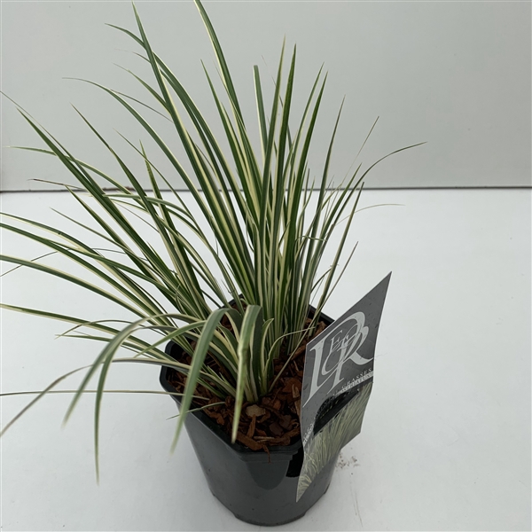 Acorus 'Argenteostriatus' P17 (2ltr)