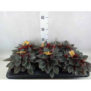 Peperomia caperata 'Santorini'