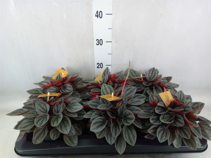 <h4>Peperomia caperata 'Santorini'</h4>
