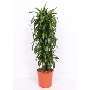 Dracaena Hawaiian Sunshine