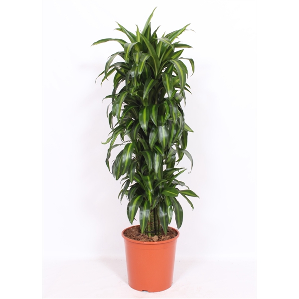 <h4>Dracaena Hawaiian Sunshine</h4>