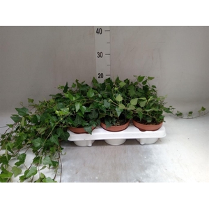 Hedera helix 'Lady Kay'