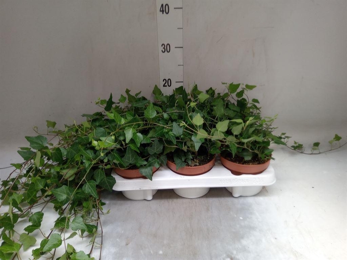 <h4>Hedera helix 'Lady Kay'</h4>