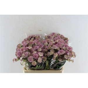 Astrantia Roma Dark Pink