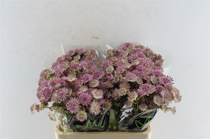 <h4>Astrantia Roma Dark Pink</h4>