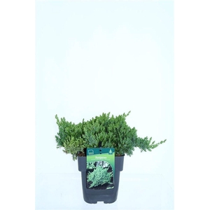 Juniperus procumbens 'Nana'