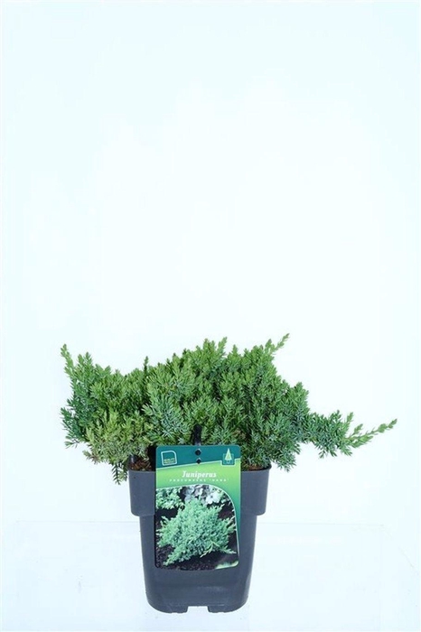 <h4>Juniperus procumbens 'Nana'</h4>