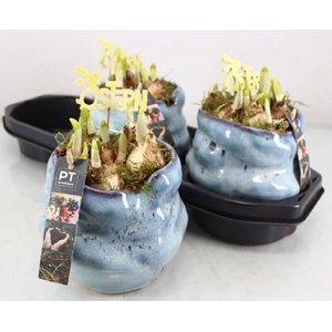 Narcissus Tete a Tete arr. 17Ø 20cm