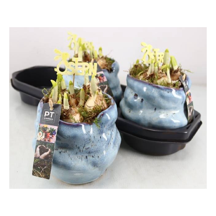 <h4>Narcissus Tete a Tete arr. 17Ø 20cm</h4>
