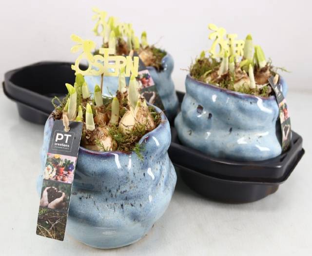 Narcissus Tete a Tete arr. 17Ø 20cm