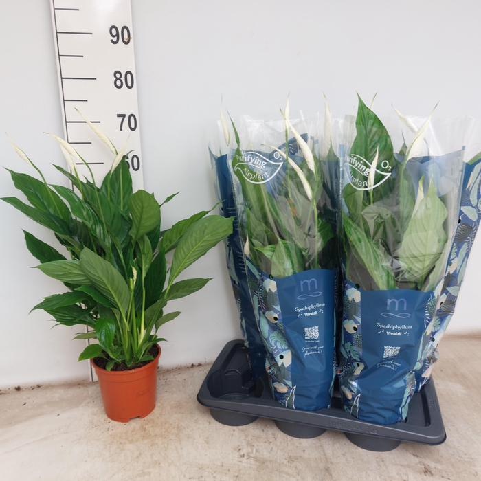 <h4>SPATH VIVALDI</h4>