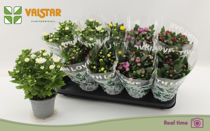 <h4>CHRYS GEM 6 KL</h4>