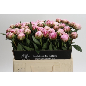 Paeonia Sarah Bernhardt