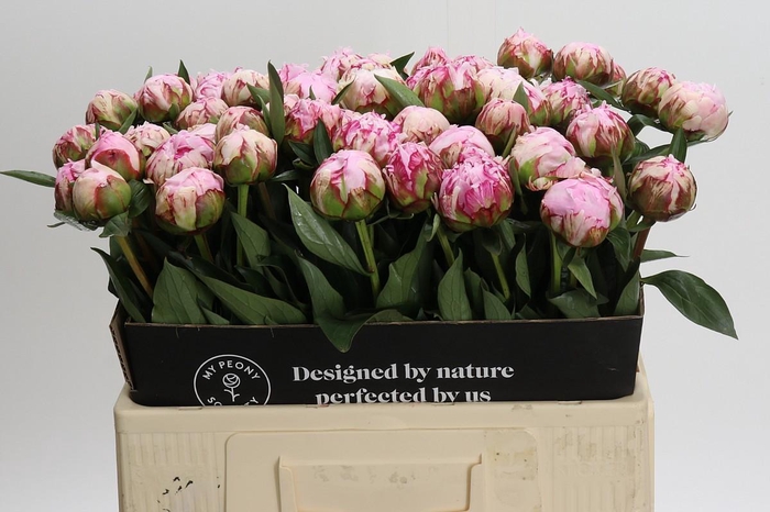 <h4>Paeonia Sarah Bernhardt</h4>