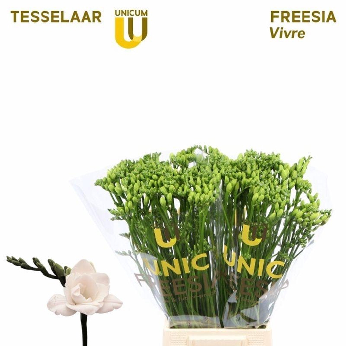 <h4>FR DU VIVRE</h4>