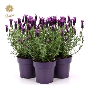 Lavandula Anouk